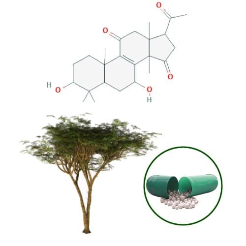 Acacia Beadlets