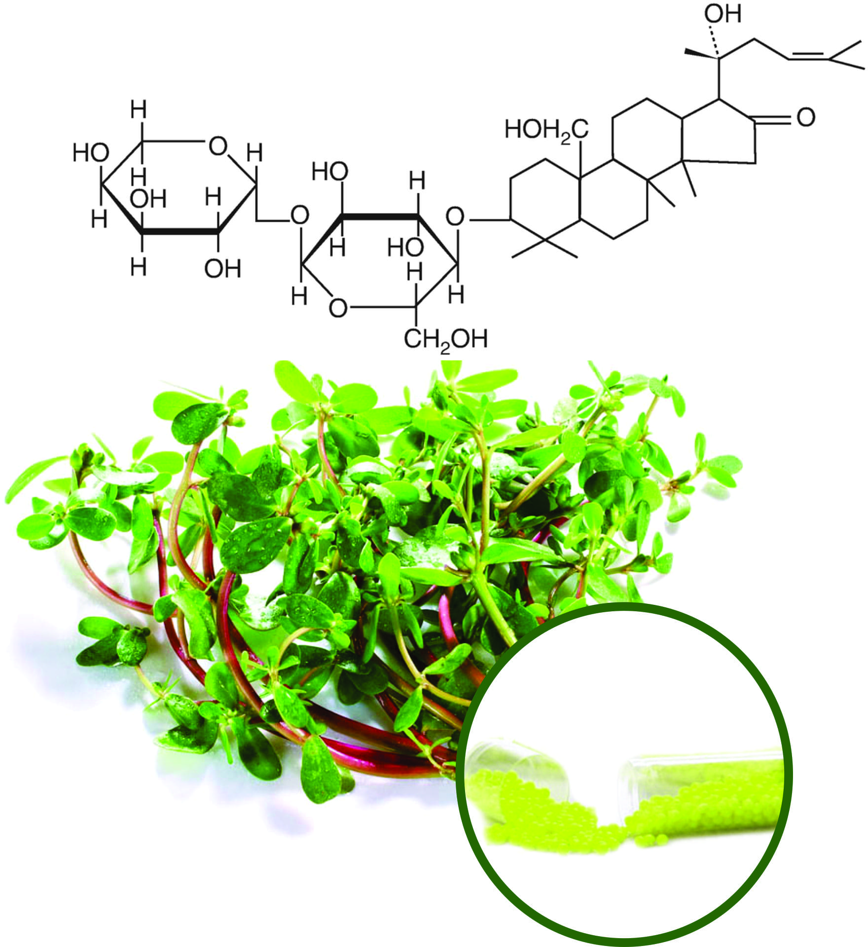 Bacopa Beadlets