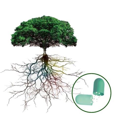 Banyan Extract Beadlets