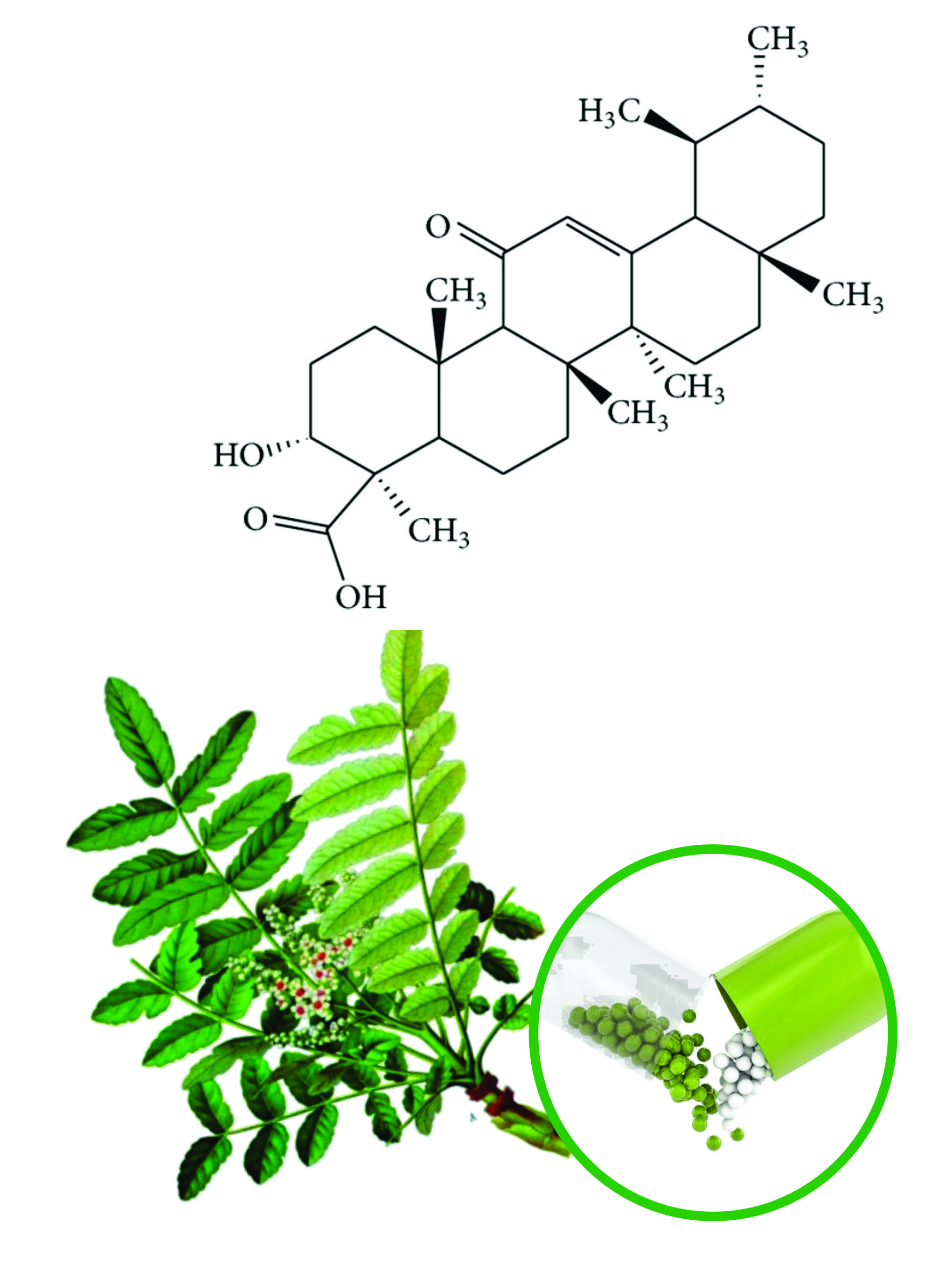 Boswellia Beadlets