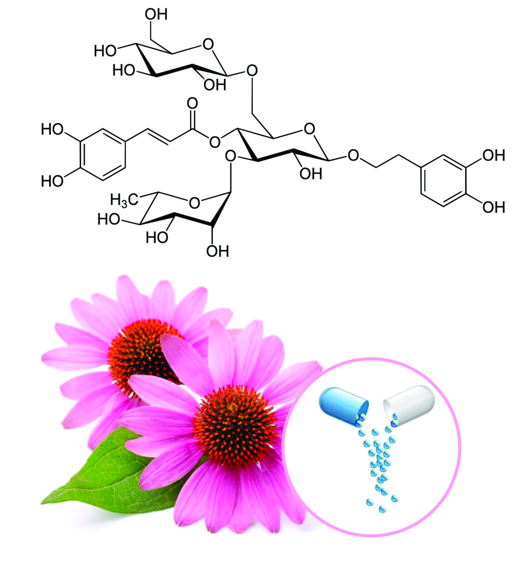 Echinacea Beadlets