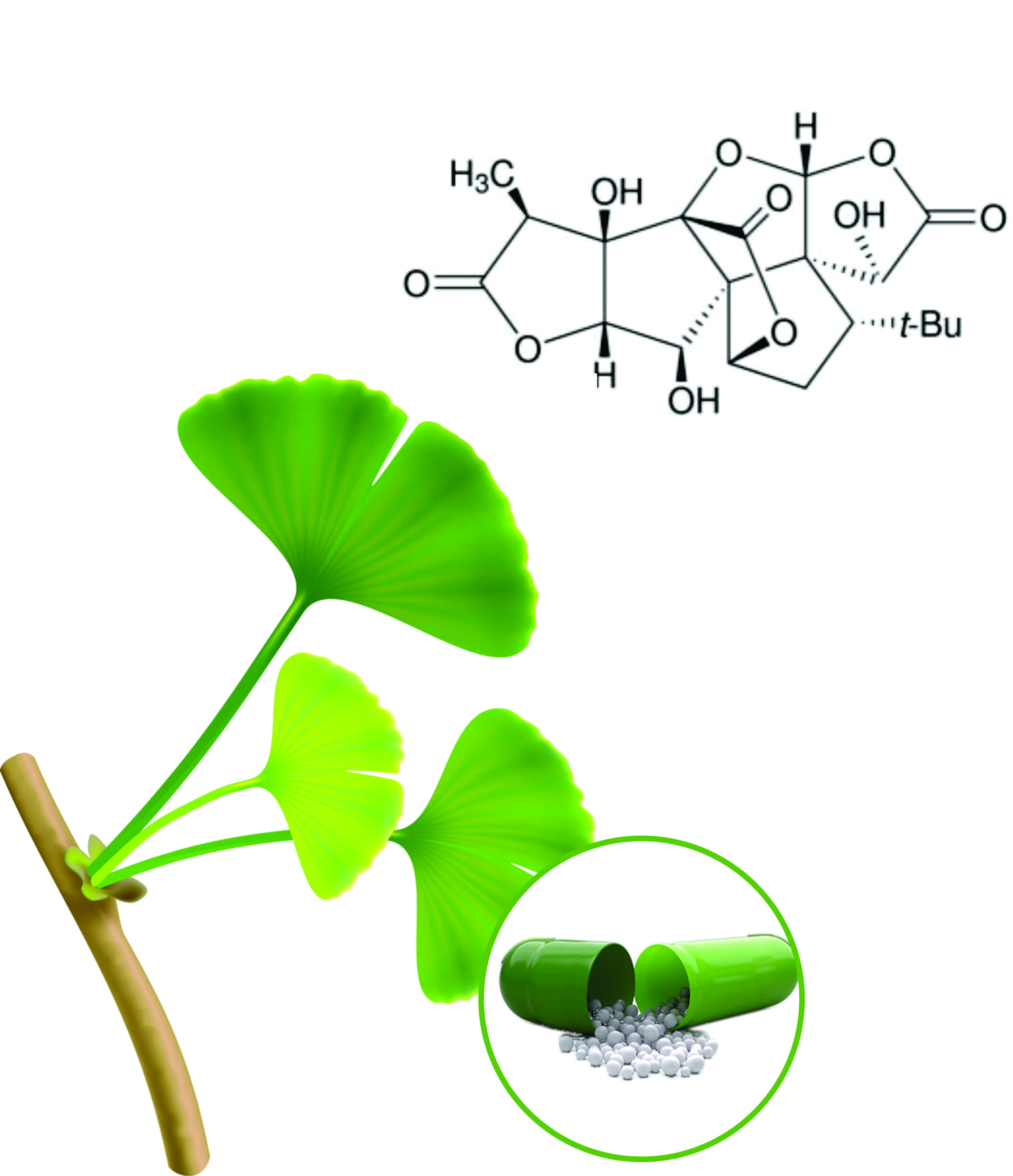 Ginkgo Biloba Beadlets