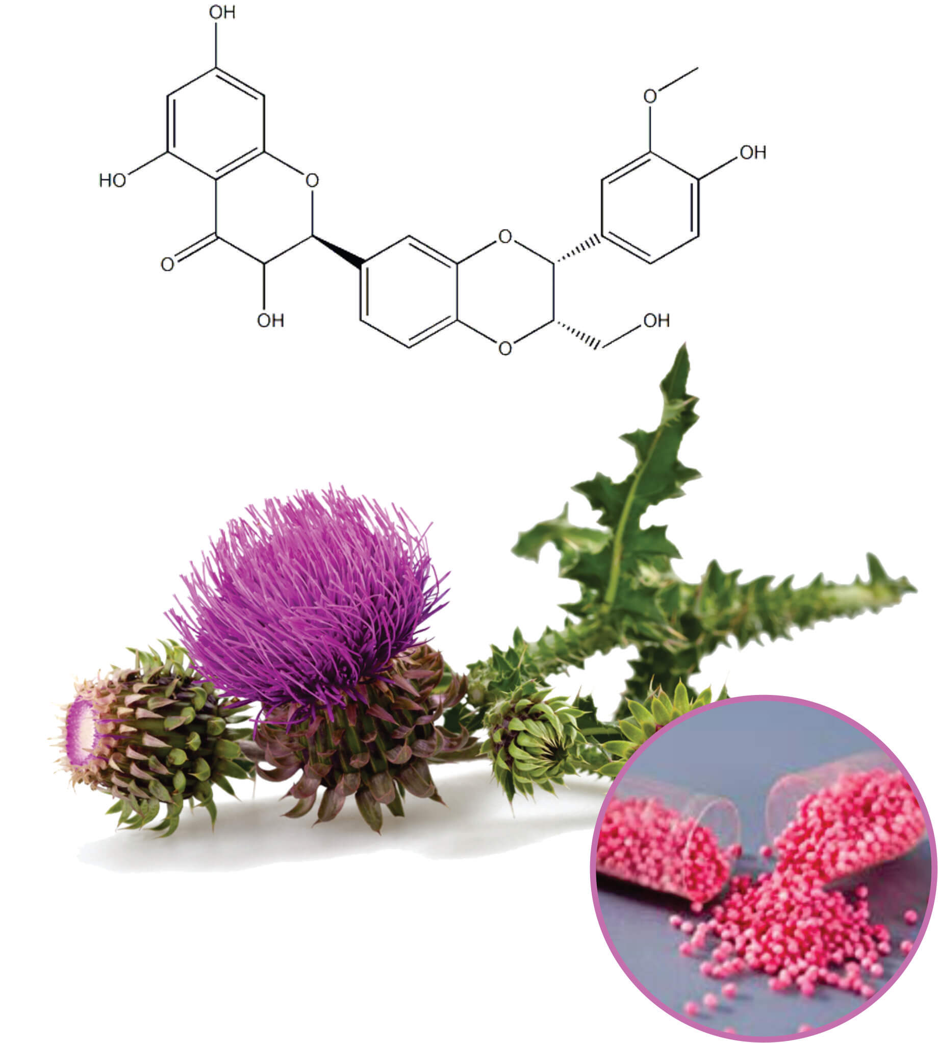 Milk Thistle Beadlets