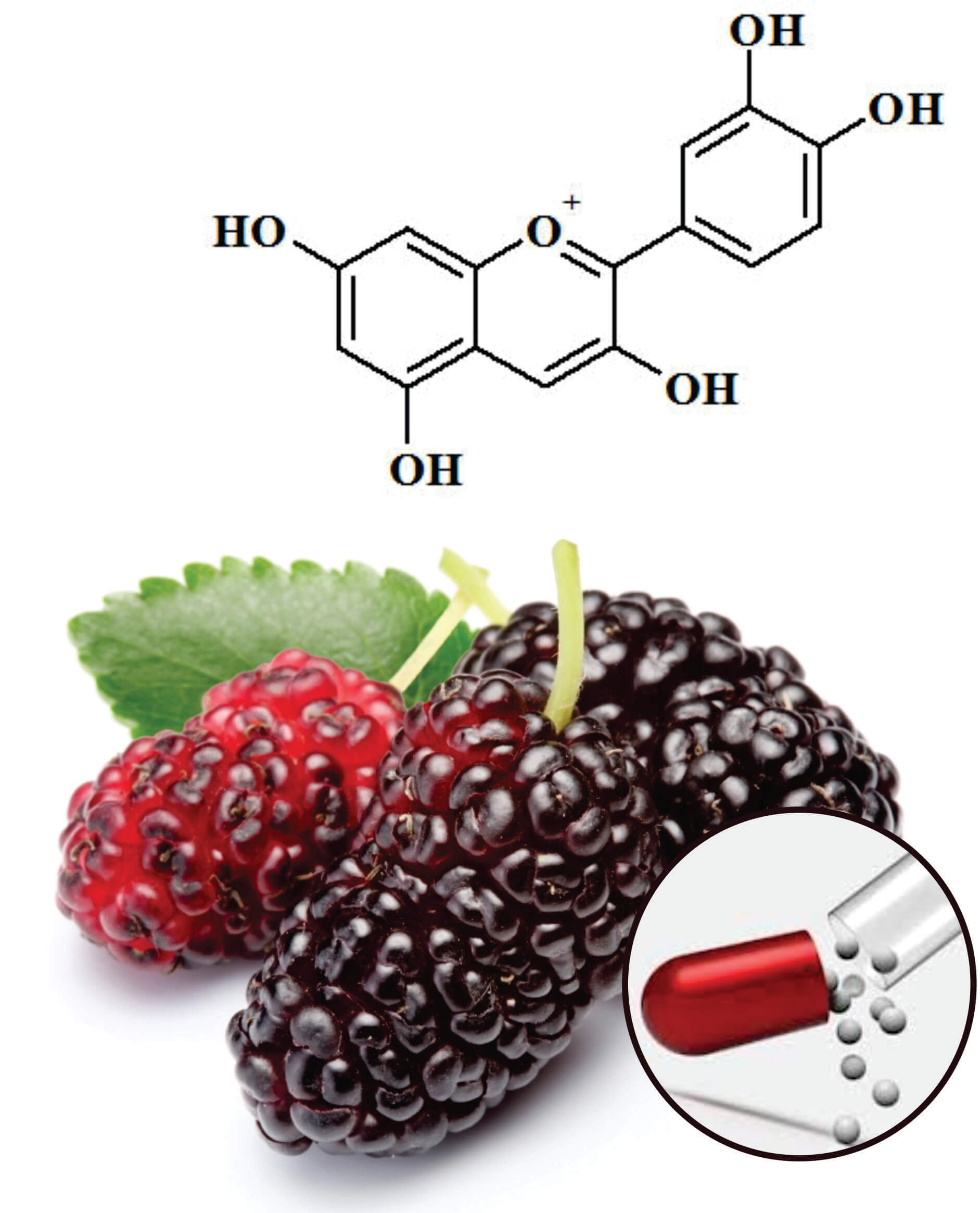 Mulberry Beadlets