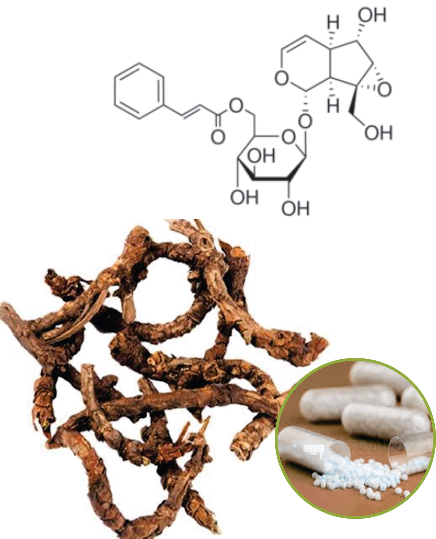 Picrorhiza Beadlets