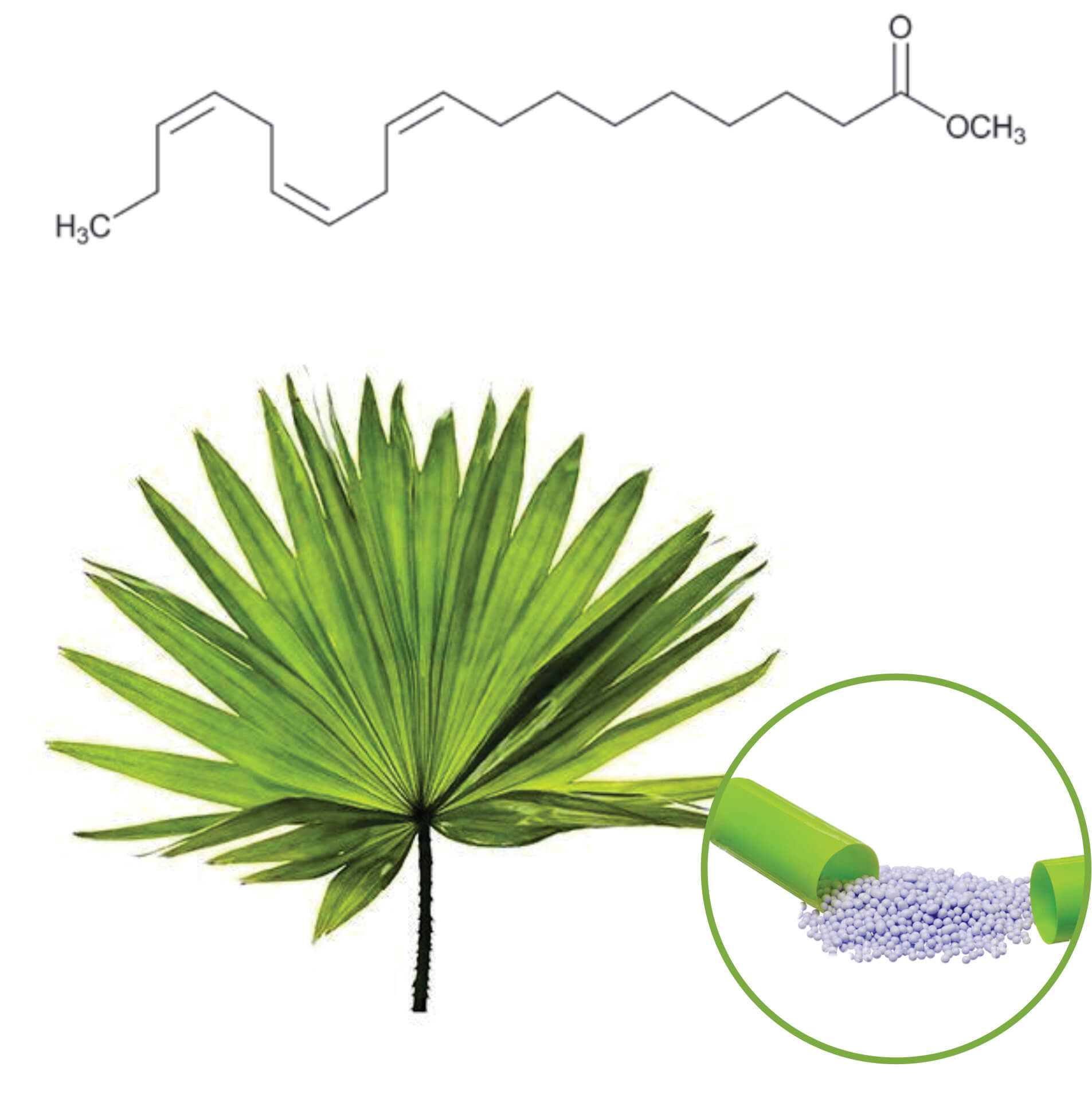 Saw Palmetto Extract Beadlets