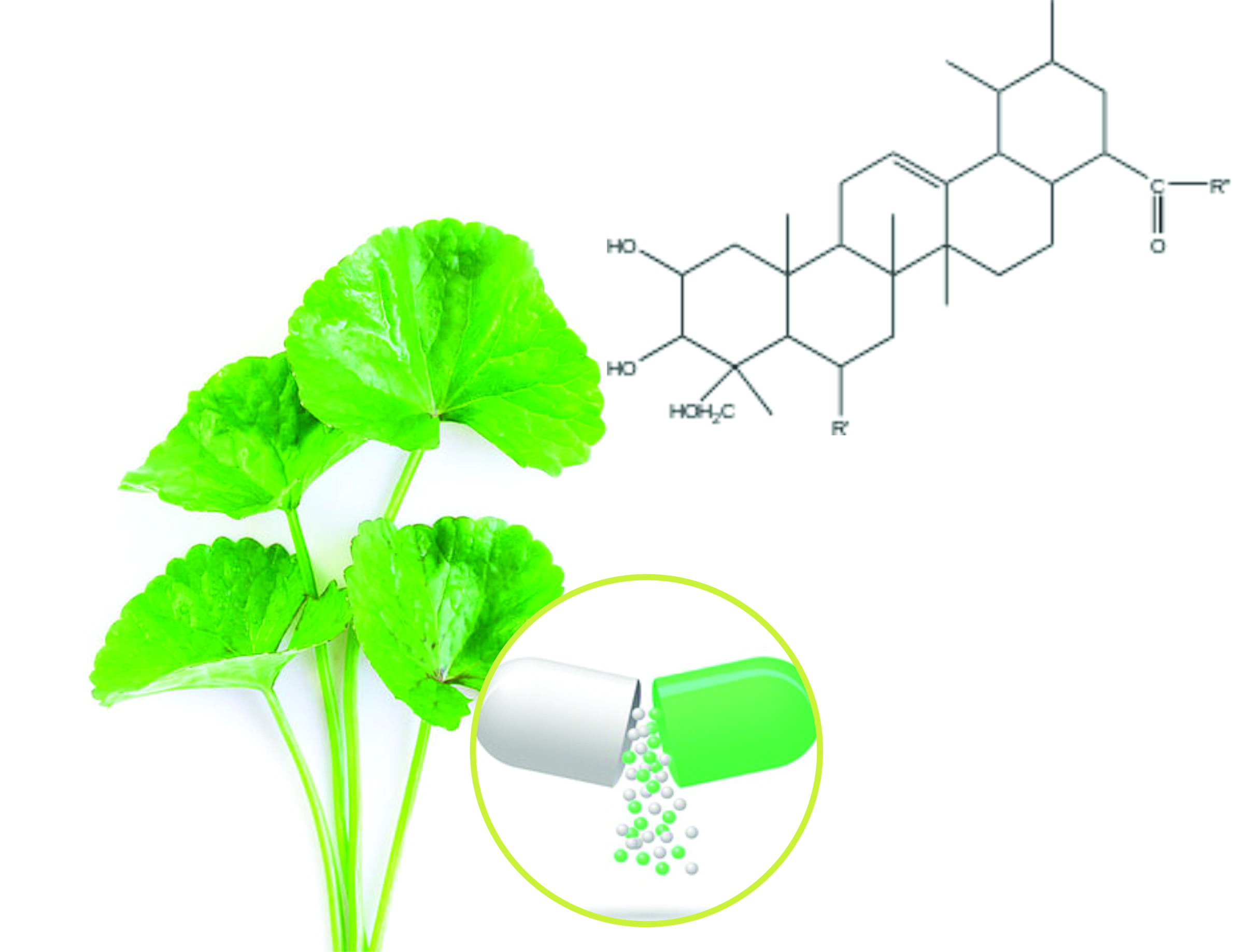 Centella asiatica Beadlets