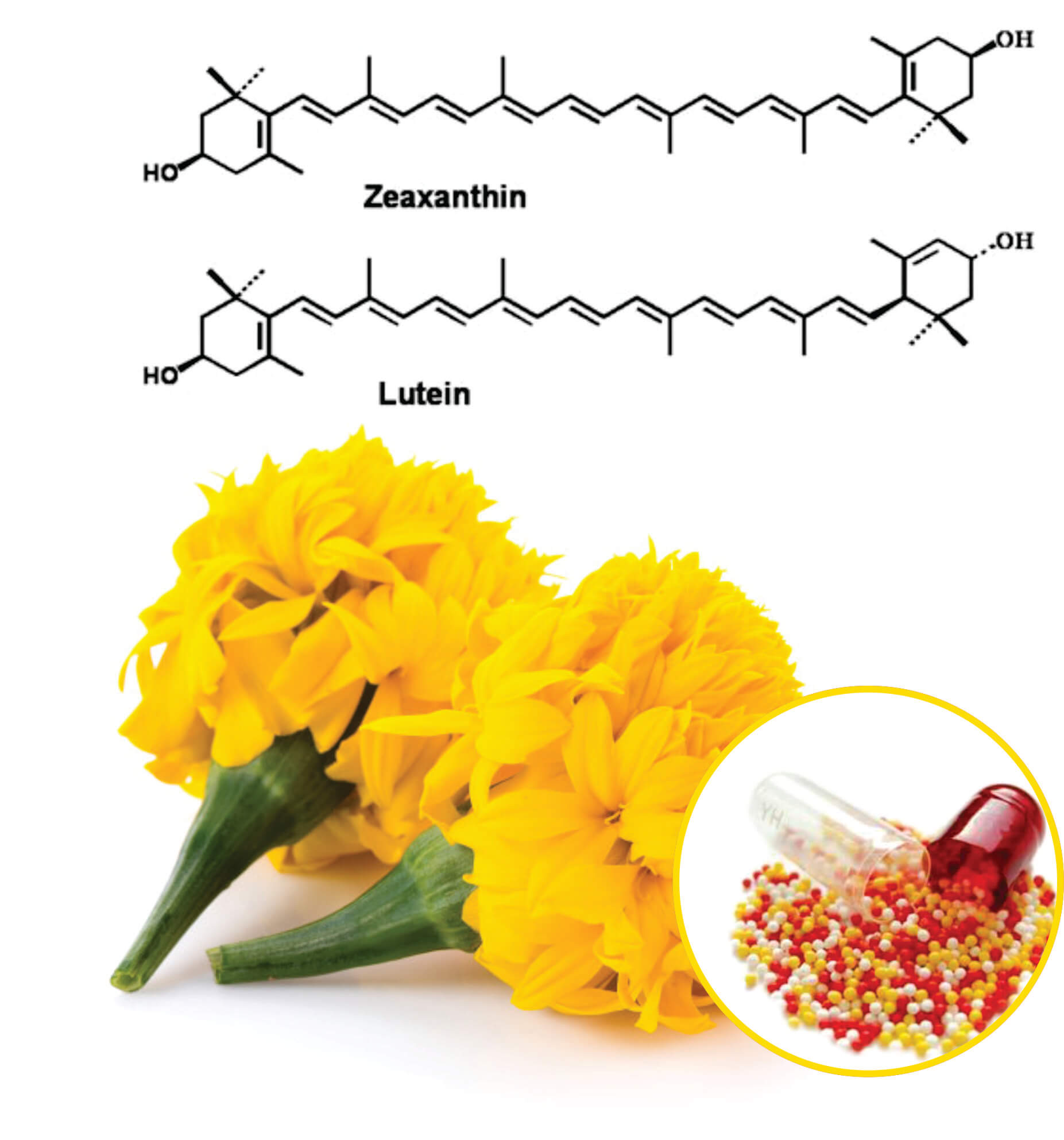 Marigold Beadlets