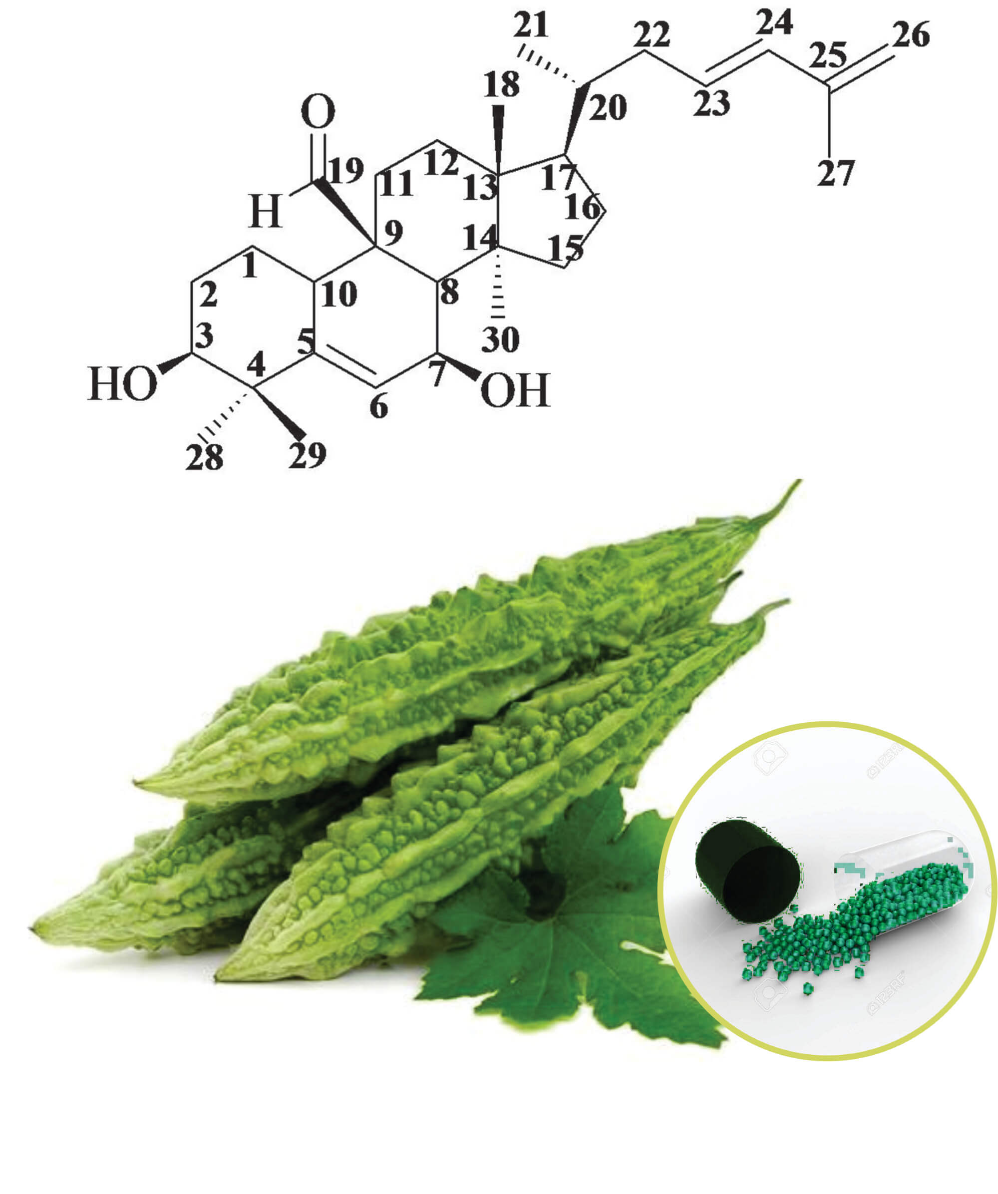 Momordica charantia Beadlets