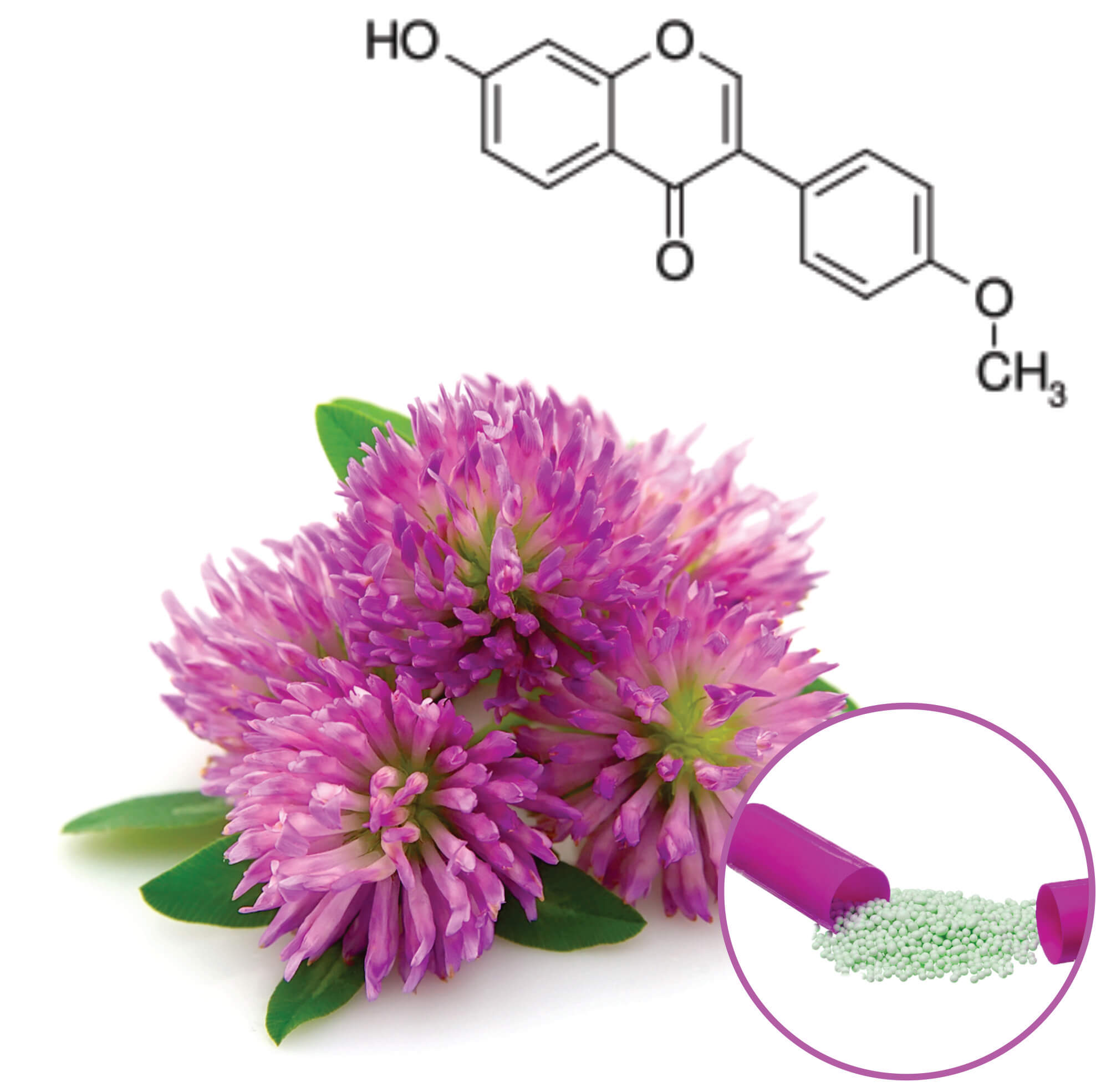 Red clover Beadlets