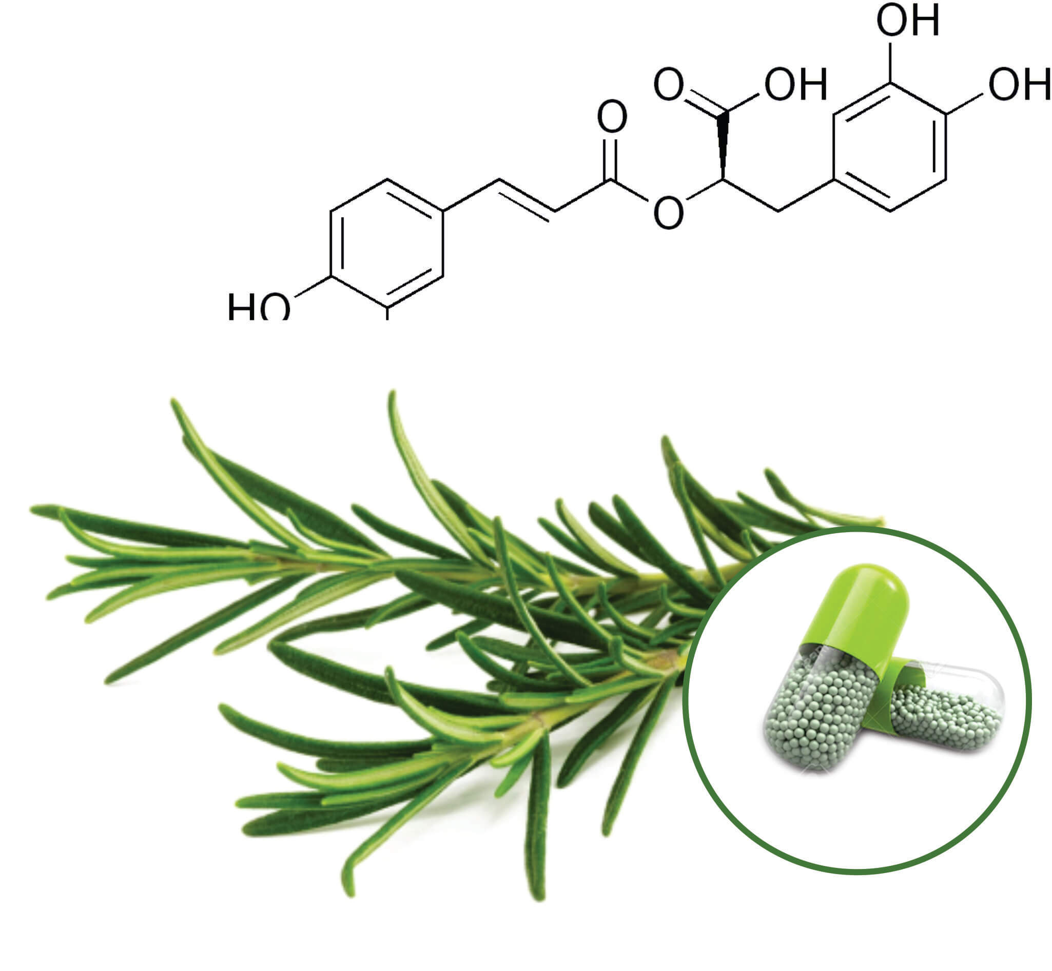 Rosemary Beadlets