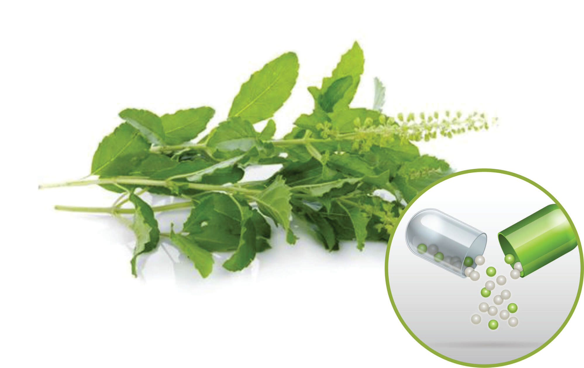 Tulsi Beadlets